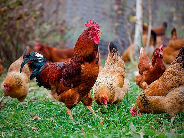 Породы куриц | ЗооТом - продажа, вязка и услуги для животных в Малмыже