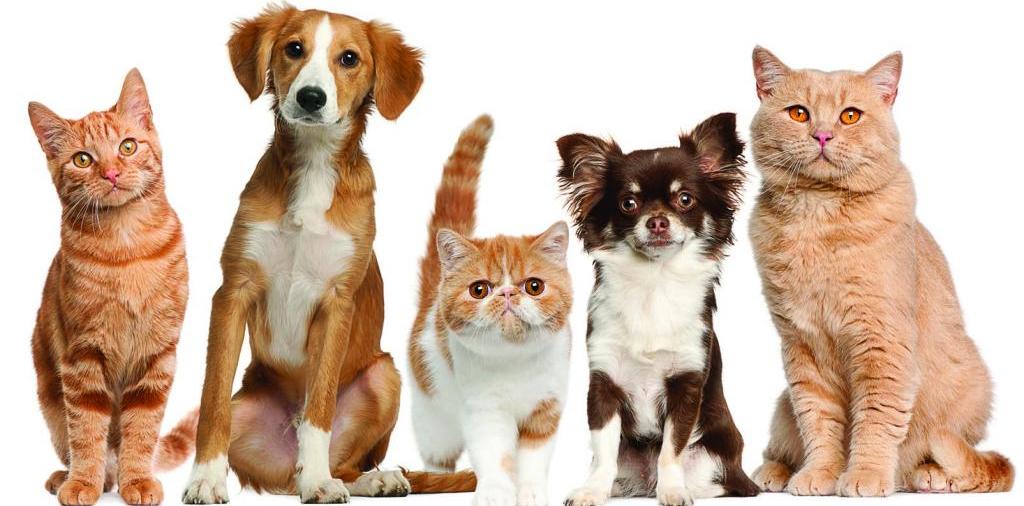Доска объявлений о животных | ЗооТом - продажа, вязка и услуги для животных в Малмыже