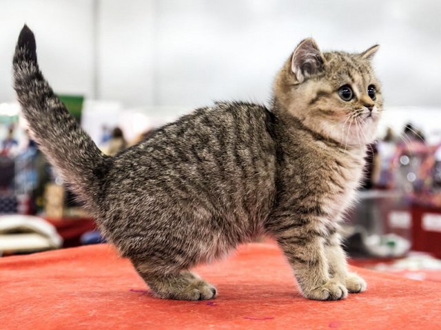 Породы кошек в Малмыже | ЗооТом портал о животных
