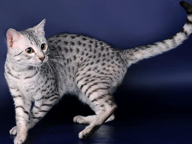 Породы кошек в Малмыже | ЗооТом портал о животных