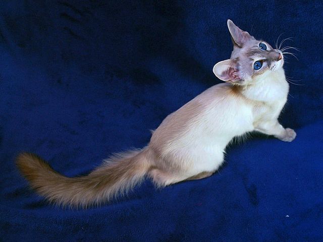 Выведенные породы кошек в Малмыже | ЗооТом портал о животных