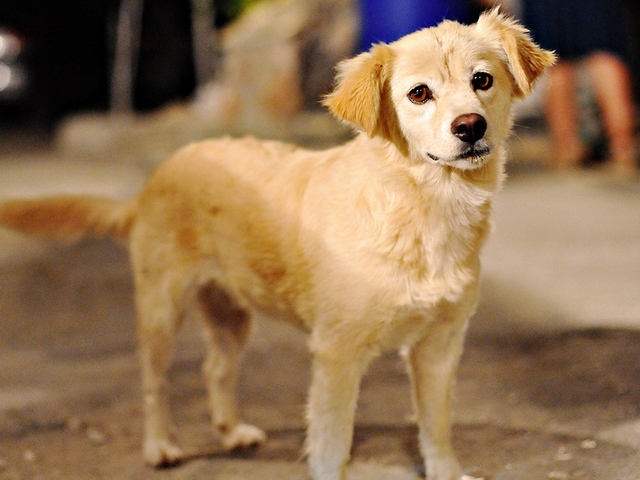 Породы собак в Малмыже | ЗооТом портал о животных