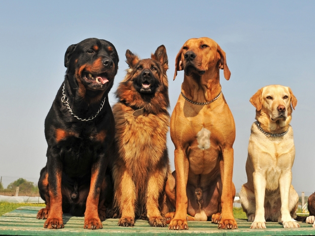 Крупные породы собак в Малмыже | ЗооТом портал о животных