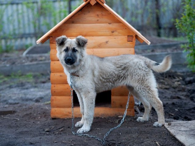 Все о собаках в Малмыже Все о собаках в Малмыже